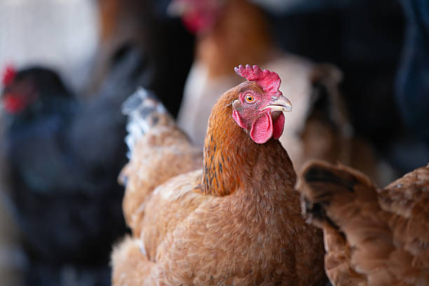 istock A red-colored hen stands in the henhouse. 2233665206