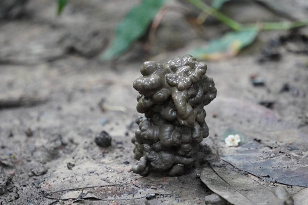 Closeup of earthworm casting tower on moist forest soil