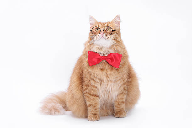 istock Ginger cat in glasses and bow tie as professor 2233667880