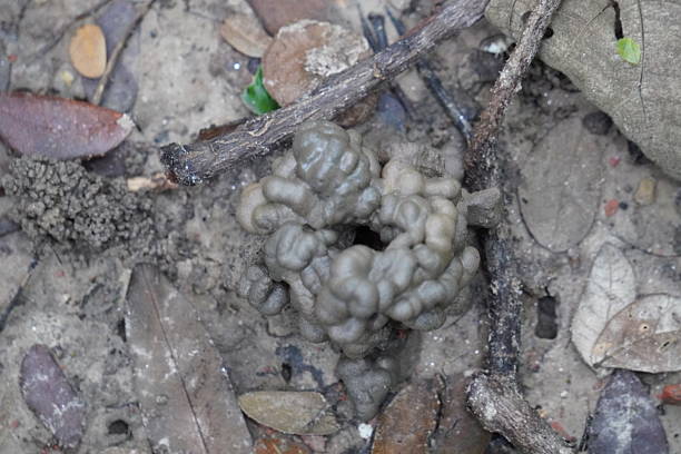 Earthworm casting tower and burrow entrance on moist forest soil with dry leaves