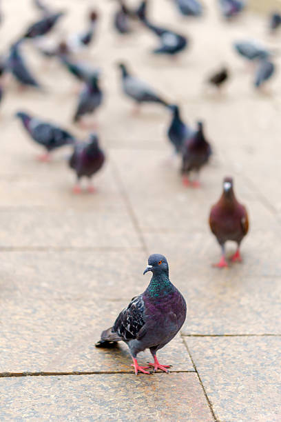 istock A pigeon with iridescent green and purple feathers stands on a paved surface. 2233669191