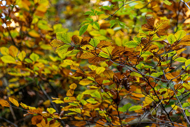 istock Colorful autumn leaves creating a vibrant forest canopy 2233670085