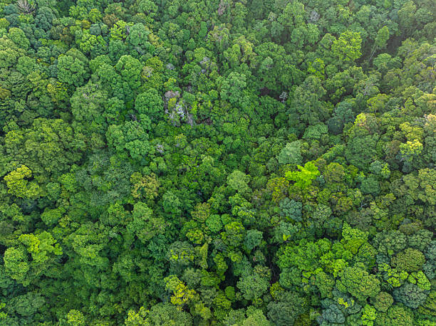 istock Aerial view tropical rain forest green tree background 2233671424