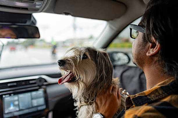 istock Mid adult man with dog during a car ride 2233671476