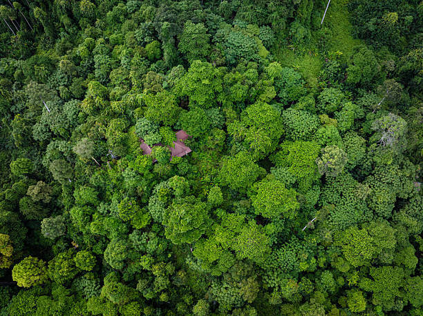 istock Aerial view tropical rain forest green tree background 2233671522