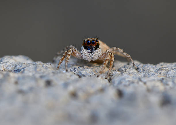 istock Macro Shot of Jumping Spider on Stone Surface 2233672186