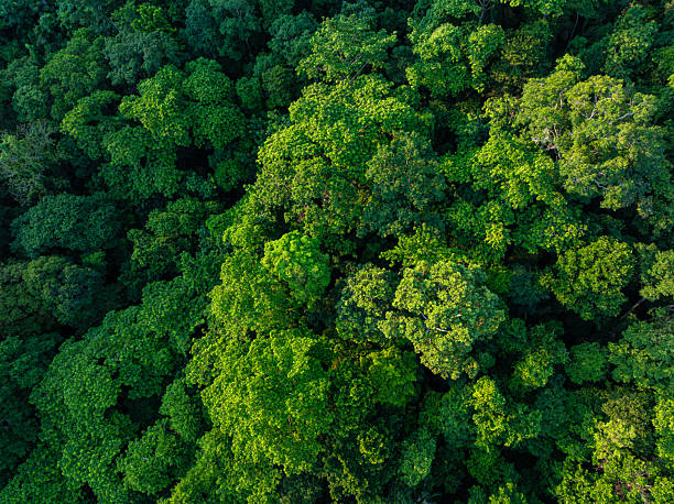istock Aerial view tropical rain forest green tree background 2233672193