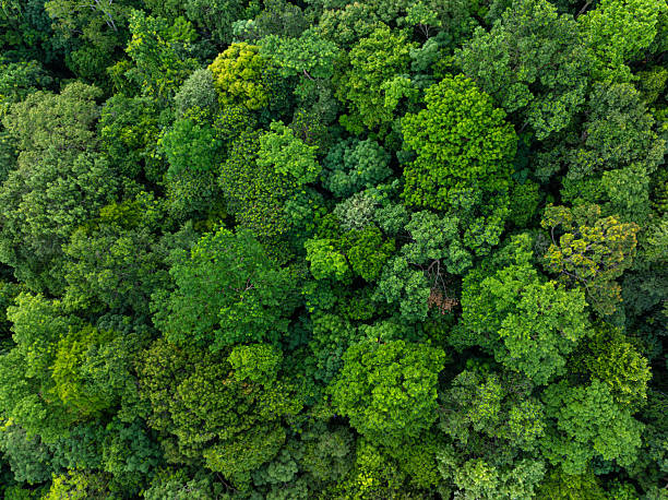 istock Aerial view tropical rain forest green tree background 2233672829