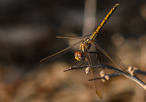 istock Macro Dragonfly Perched at Sunset in Cyprus 2233673667