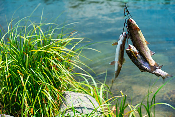 Three freshly caught rainbow trout hang from a metal stringer above the clear waters of a mountain lake. The fish glisten with vibrant iridescence, their speckled patterns and pink lateral stripes visible in the sun. Lush green reeds frame the scene in the foreground while the shallow water reveals stones and ripples beneath. This image captures the rewarding moment of a successful fishing trip in the wild, rich with color, texture, and story.