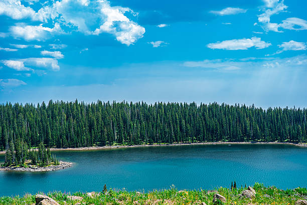 A crystal-clear alpine lake rests beneath a brilliant blue sky, encircled by dense, towering evergreen trees in the Colorado high country. The untouched water reflects the serenity of the surrounding wilderness, while wildflowers and scattered boulders decorate the rocky shoreline. Wisps of white clouds float overhead, hinting at the remoteness and tranquility of the location. This summer scene captures the raw beauty of high-altitude Colorado landscapes and their peaceful isolation.