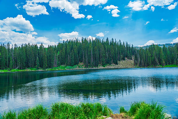 A serene alpine lake mirrors a dramatic summer sky filled with soft, scattered clouds. The lake is framed by dense evergreen forest, with tall pine trees rising steeply from the far shoreline. The water is glassy and deep blue, with visible gradients from green to indigo and subtle ripples near the grassy shoreline. The vibrant green reeds in the foreground add texture and depth to this peaceful wilderness scene, likely captured in a high-altitude location in the Rocky Mountains.