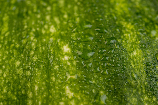 istock the wet thick and tough pumpkin peel is green, 2233674110