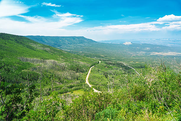 A breathtaking high-altitude view from the Grand Mesa in Colorado shows a gently winding highway cutting through a thick, vibrant forest of green aspens and evergreens. The foreground is alive with lush underbrush and alpine vegetation, giving way to sweeping vistas of the plateau and distant mesas on the horizon. Soft cloud streaks hang in the vibrant blue sky, and the road curves subtly into the distance, offering a sense of movement, remoteness, and natural tranquility. The flat-topped mesa and patchwork valley farms beyond complete this expansive summer landscape.