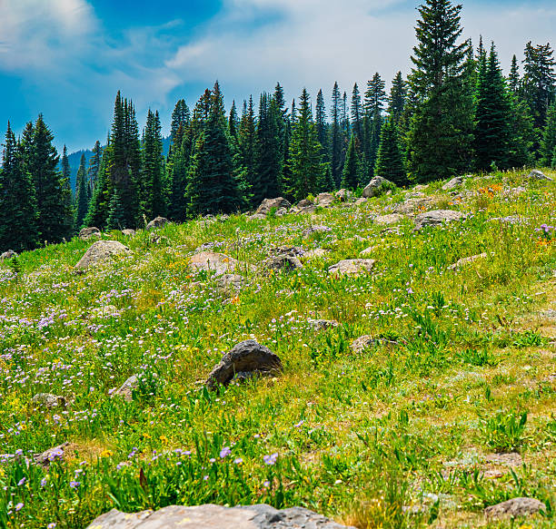 istock Rocky Wildflower Meadow in Mountain Forest Clearing 2233674216