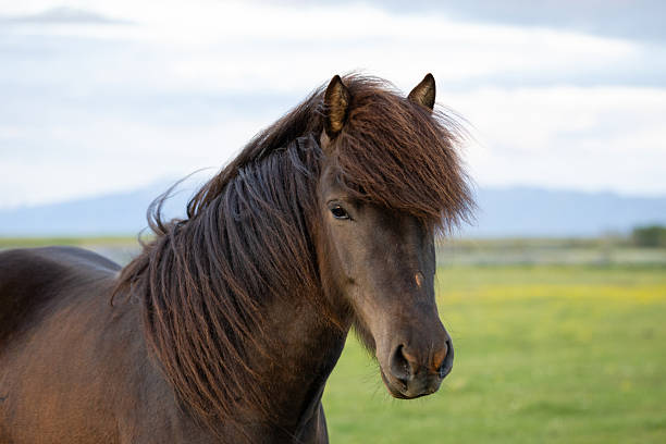 istock Icelandic horse 2233675318