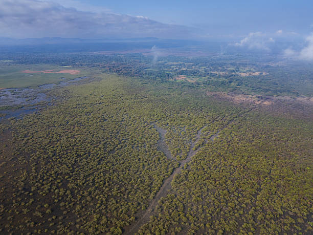 istock Wide swamp green landscape 2233676230