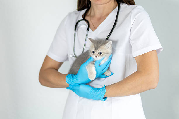 istock Veterinary professional holds a gray kitten in a clinic setting while wearing gloves and a stethoscope 2233676343