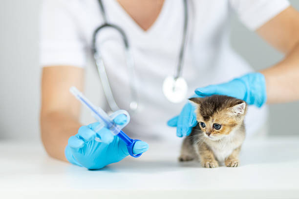 istock Veterinary professional uses tablet dispenser syringe for medication on kitten during routine checkup at clinic 2233676413
