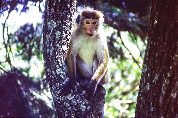 Sri Lanka , Nuwara Eliya..A curious wild monkey perched on a tree in the misty hills of Nuwara Eliya.Surrounded by lush greenery and cool mountain air, the scene captures the untamed beauty and playful spirit of Sri Lanka's wildlife
