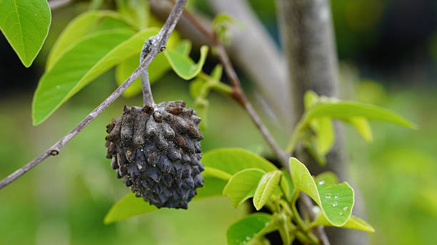 Black custard apple is caused by fungus.