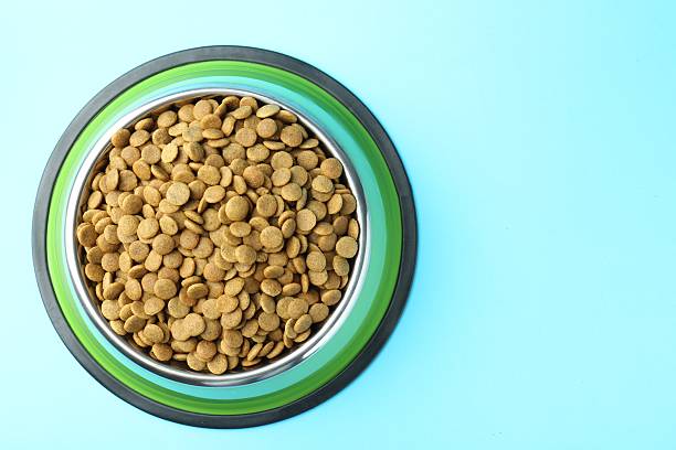istock Dry pet food in feeding bowl on light blue background, top view. Space for text 2233677941