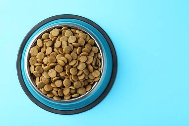 istock Dry pet food in feeding bowl on light blue background, top view. Space for text 2233677994