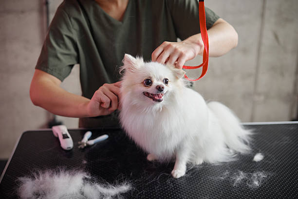 istock Woman Grooming Small Fluffy Dog on Table Indoors 2233679751