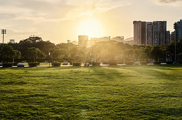 The sun shines through the trees in a park