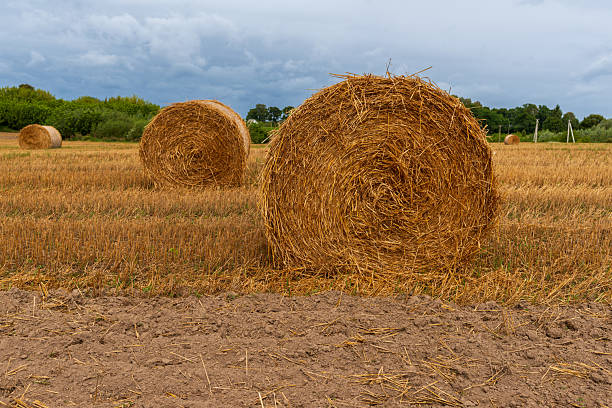 istock Straw bales after harvest 2233681217