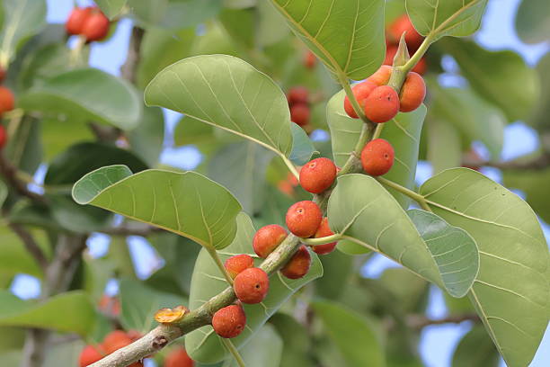 istock Ficus carica, Ficus carica, Ficus tree 2233681299
