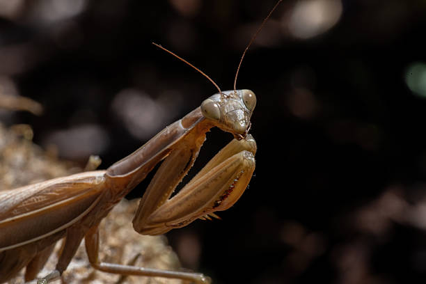 Close up of Preying mantis