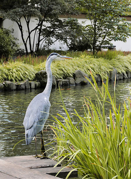 istock Japanischer Garten in Kaiserslautern, Germany 2233683467