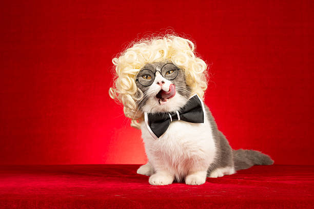 istock a cat dressed in a curly blonde wig, glasses, and a bow tie strikes a hilarious pose with its tongue playfully sticking out 2233683728