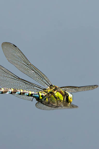 Southern Hawker Dragonfly flying over a lake in Gosforth Park Nature Reserve in springtime.