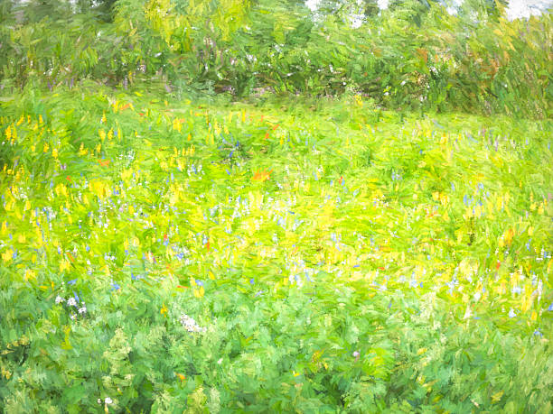 Wildflower Meadow in a Nature Reserve