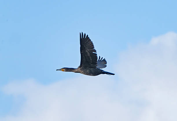 Cormorant flying over a lake in Gosforth Park Nature Reserve in springtime.