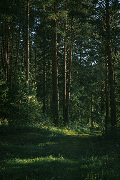 istock Tall pine trees form a peaceful backdrop in a forest, with soft sunlight illuminating the ground covered in lush greenery. Early morning tranquility invites exploration and reflection 2233687434