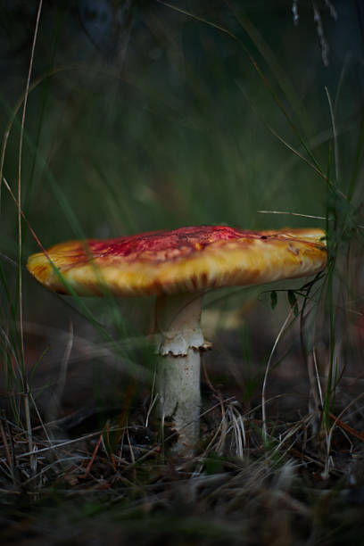vibrant mushroom stands amidst lush green grass in a forest setting. early morning light highlights its unique colors, creating a striking visual against the natural backdrop.