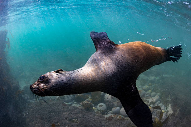 istock Playful Cape Fur Seal Swimming Up Close 2233687580