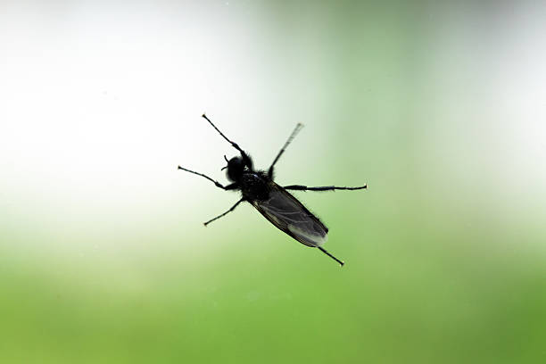 Close-up view of a black flying insect perched on a glass surface against a soft, blurred green and white background, highlighting the insects delicate wings and detailed structure. Bibio marci