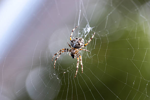 istock European garden spider resting on its web 2233687835