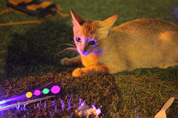 Cute Orange cat in vibrant neon glow
