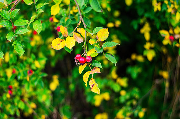 Vibrant rosehip berries on branch with soft blurred background creating natural decorative composition for garden, autumn, and botanical concepts