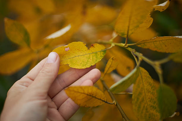 person gently holds a yellow leaf while surrounded by bright autumn foliage. warm colors create a peaceful atmosphere in an outdoor setting during the afternoon.