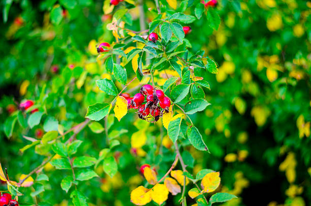 Closeup of rosehip berries highlighting medicinal properties with soft blurred background for herbal, health, and botanical concepts