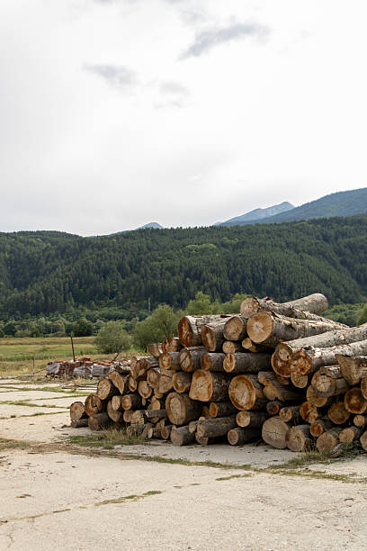 istock Stacked Logs Against Forested Mountains Landscape 2233689343