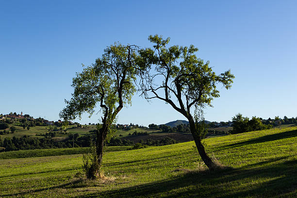 Two trees bending toward each other in countryside meadow symbolizing harmony, balance and natural connection in rural landscape.