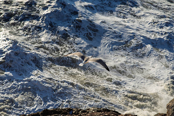 Seagull in Portovenere, La Spezia