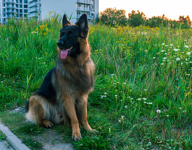 Long-haired German Shepherd posing on green grass with apartment buildings beyond. Friendly, loyal pet portrait for dog care, training, adoption, security, family and lifestyle themes.